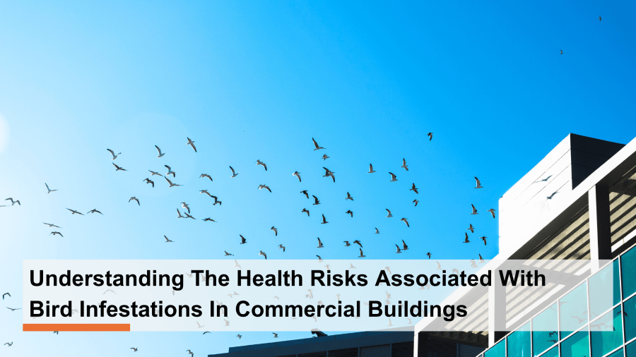Understanding the Health Risks Associated with Bird Infestations in Commercial Buildings